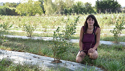 Mlle Myrtille - Le Pin Mlle Myrtille - Le Pin